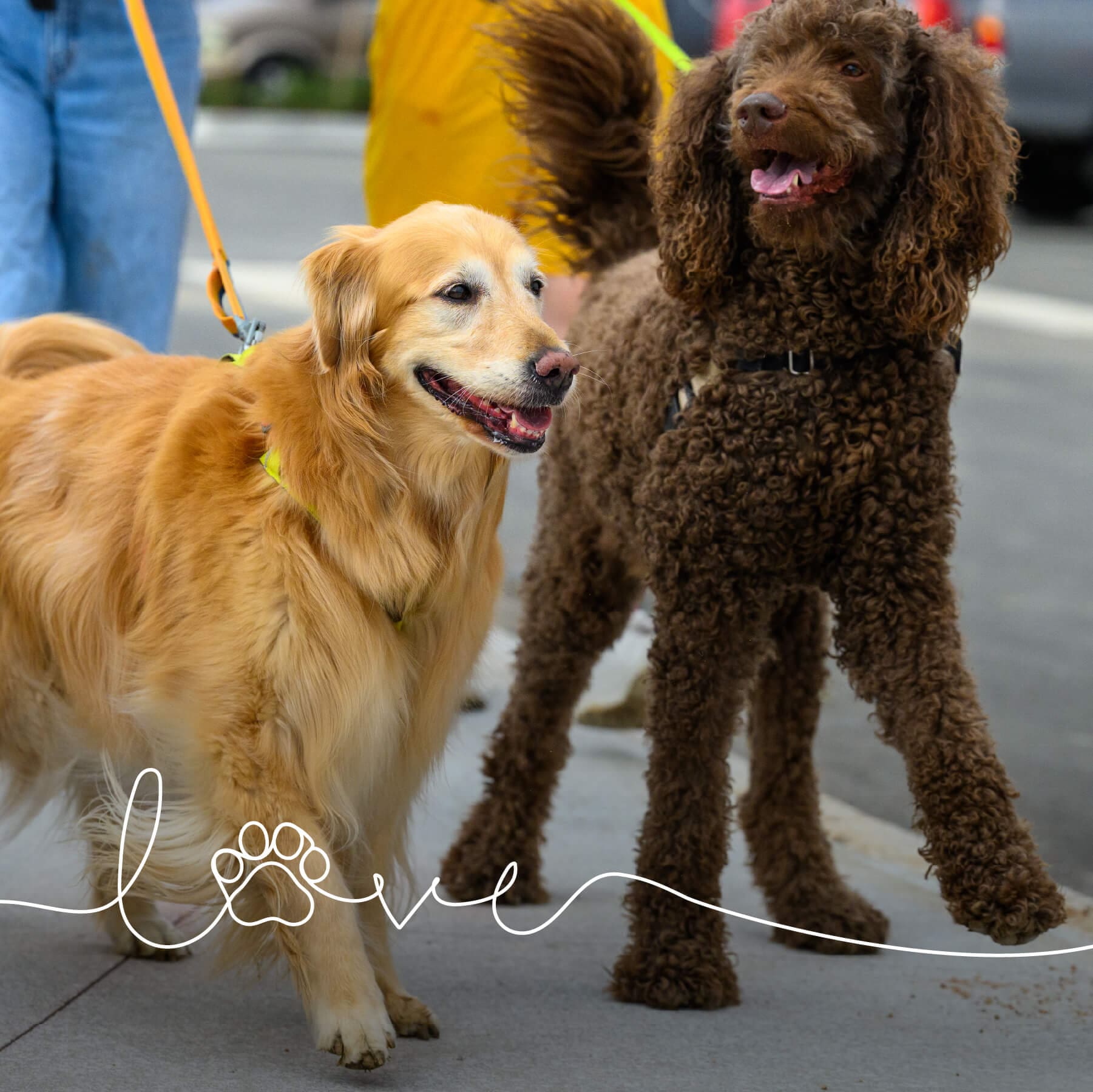 Pawsitively Perfect: Pet-Friendly Living at Windler